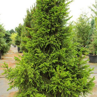 Smrek obyčajný Will`s Zwerg, výška 50/70cm, v črepníku Picea abies Will`s Zwerg