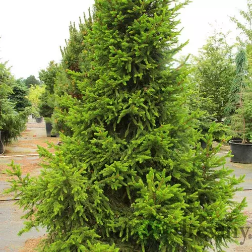 Smrek obyčajný Will`s Zwerg, výška 50/70cm, v črepníku Picea abies Will`s Zwerg