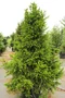 Smrek obyčajný Will`s Zwerg, výška 50/70cm, v črepníku Picea abies Will`s Zwerg