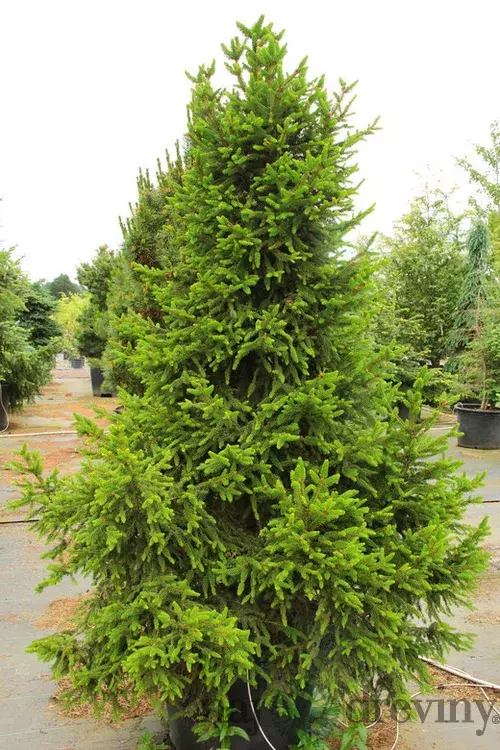 Smrek obyčajný Will`s Zwerg, výška 50/70cm, v črepníku Picea abies Will`s Zwerg
