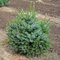 Smrek Omorika Nana 20/40 cm v črepníku 3l Picea omorika