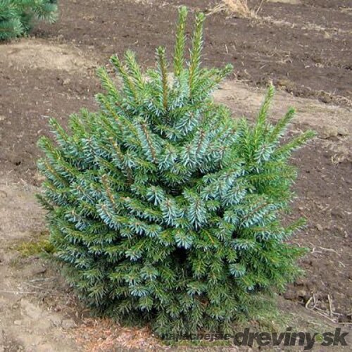 Smrek Omorika Nana 20/40 cm v črepníku 3l Picea omorika