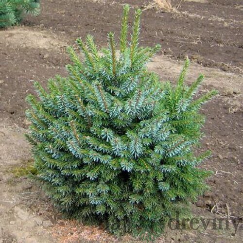 Smrek Omorika Nana 20/40 cm v črepníku 3l Picea omorika