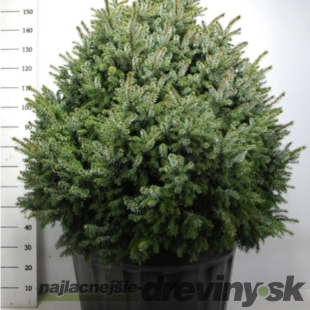 Smrek Omorika Nana výška s črepníkom 180/200, bez črepníka 130/150 cm,šírka 100/120 cm, extra hustý, črepník 130 l Picea omorika