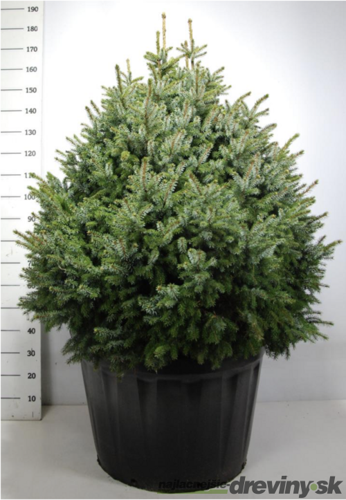 Smrek Omorika Nana výška s črepníkom 180/200, bez črepníka 130/150 cm,šírka 100/120 cm, extra hustý, črepník 130 l Picea omorika
