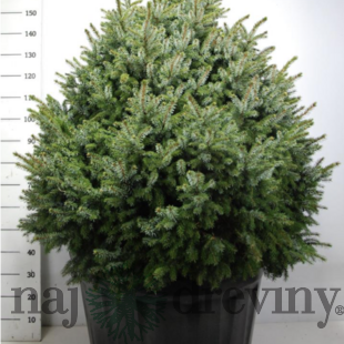 Smrek Omorika Nana výška s črepníkom 180/200, bez črepníka 130/150 cm,šírka 100/120 cm, extra hustý, črepník 130 l Picea omorika