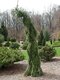 Smrek Omorika Pendula 20/30 cm, v črepníku 3l Picea omorika pendula
