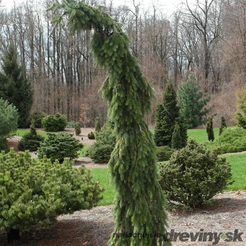 Smrek Omorika Pendula, výška 180/200 cm, v črepníku 65l Picea omorika pendula