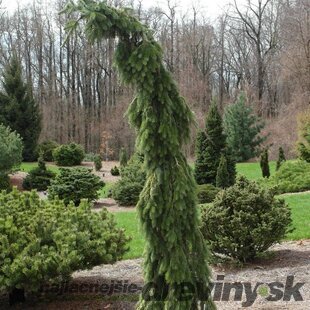 Smrek Omorika Pendula, výška 180/200 cm, v črepníku 65l Picea omorika pendula