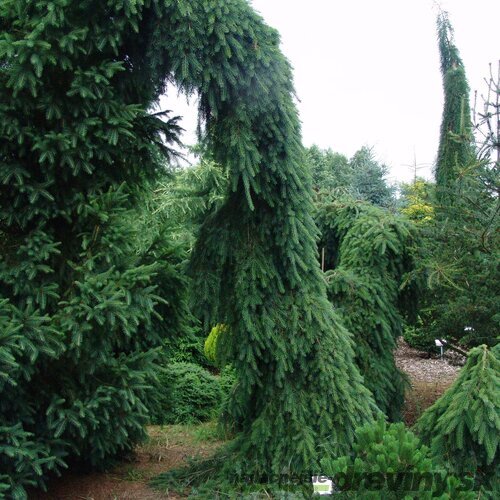 Smrek Omorika (previsnutý) Pendula 70/90 cm, v črepníku Picea omorika pendula