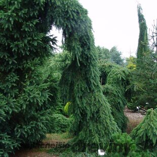 Smrek Omorika (previsnutý) Pendula 70/90 cm, v črepníku Picea omorika pendula