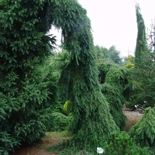 Smrek Omorika (previsnutý) Pendula 70/90 cm, v črepníku Picea omorika pendula