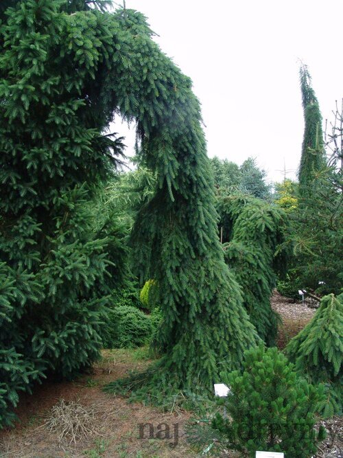 Smrek Omorika (previsnutý) Pendula 70/90 cm, v črepníku Picea omorika pendula
