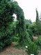 Smrek Omorika (previsnutý) Pendula 70/90 cm, v črepníku Picea omorika pendula