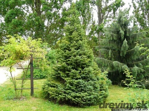 Smrek Omorika, výška 150/170 cm, v črepníku Picea omorika