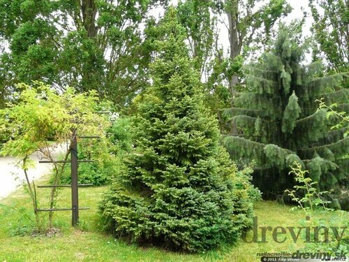 Smrek Omorika, výška 150/170 cm, v črepníku Picea omorika