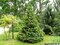 Smrek Omorika, výška 150/170 cm, v črepníku Picea omorika