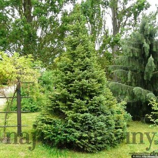 Smrek Omorika, výška 150/170 cm, v črepníku Picea omorika