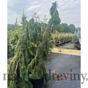 Smrek Omorika, výška 200/250 cm, v květináči 130l Picea omorika Kozienice