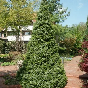 Smrek Omorika, výška 40/60cm, v črepníku 5l Picea omorika