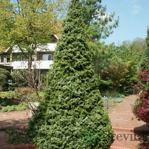 Smrek Omorika, výška 40/60cm, v črepníku 5l Picea omorika