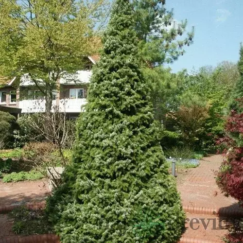 Smrek Omorika, výška 40/60cm, v črepníku 5l Picea omorika