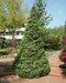Smrek Omorika, výška 40/60cm, v črepníku 5l Picea omorika