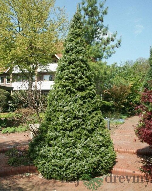 Smrek Omorika, výška 40/60cm, v črepníku 5l Picea omorika