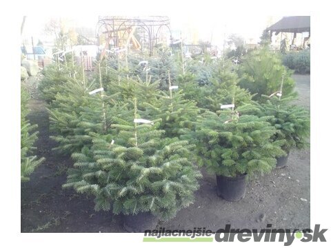 Smrek Omorika, výška 60/80 cm, v črepníku 5l Picea omorika