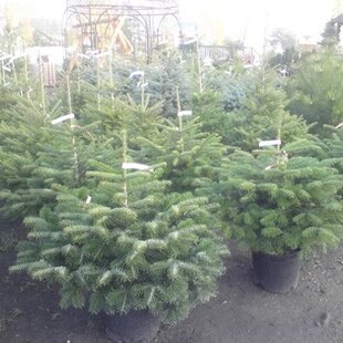 Smrek Omorika, výška 60/80 cm, v črepníku 5l Picea omorika