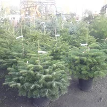 Smrek Omorika, výška 60/80 cm, v črepníku 5l Picea omorika