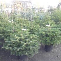 Smrek Omorika, výška 60/80 cm, v črepníku 5l Picea omorika