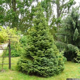 Smrek Omorika, výška 80/100 cm, v črepníku Picea omorika