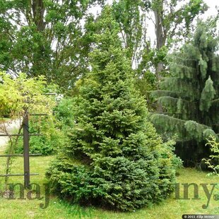 Smrek Omorika, výška 80/100 cm, v črepníku Picea omorika
