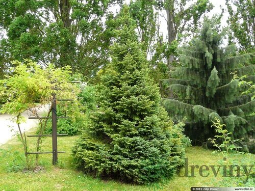 Smrek Omorika, výška 80/100 cm, v črepníku Picea omorika