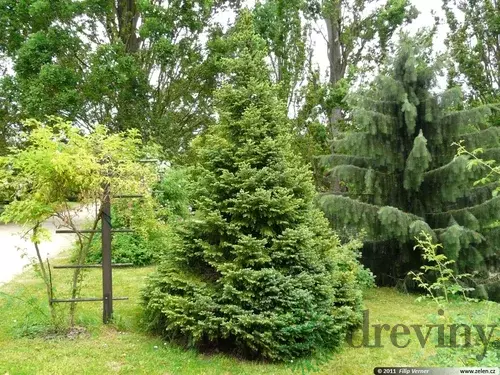 Smrek Omorika, výška 80/100 cm, v črepníku Picea omorika