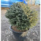 Smrek omorikový Karel 40/50 cm, v črepníku Picea omorika Karel