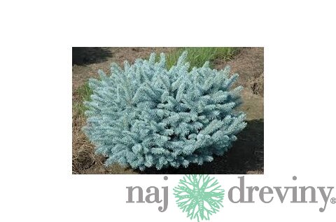 Smrek pichľavý Glauca Globosa 20/40 cm, v črepníku 3l Picea pungens Glauca Globosa