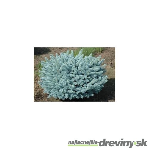 Smrek pichľavý Glauca Globosa 20/40 cm, v črepníku 3l Picea pungens Glauca Globosa