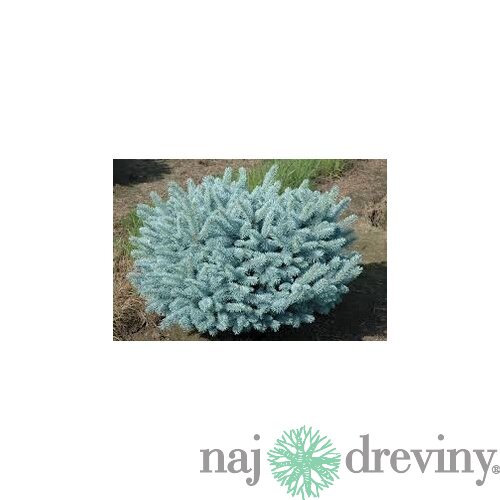Smrek pichľavý Glauca Globosa 20/40 cm, v črepníku 3l Picea pungens Glauca Globosa