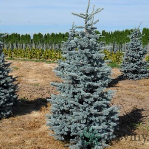 Smrek pichľavý Hoopsii, výška 30/40 cm, v črepníku Picea pungens Hoopsii