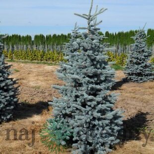 Smrek pichľavý Hoopsii, výška 30/40 cm, v črepníku Picea pungens Hoopsii