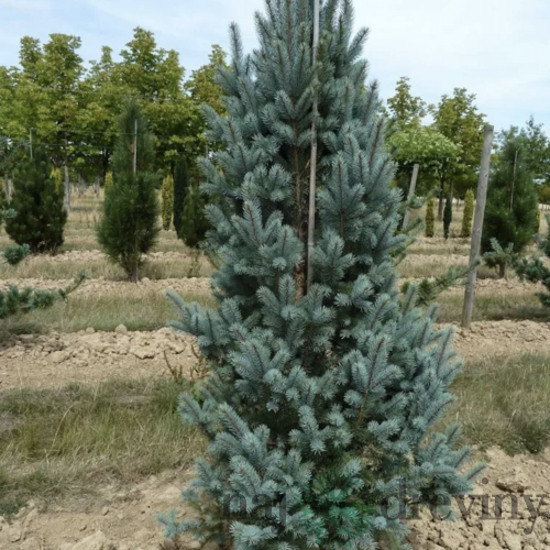 Smrek pichľavý Iseli Fastiagiate 100/120 cm, v črepníku Picea pungens Iseli Fastiagiate