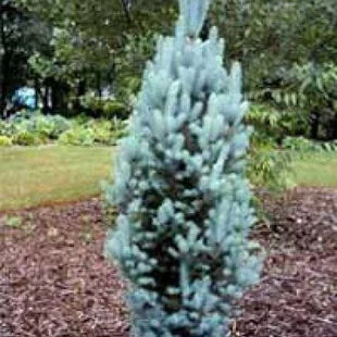 Smrek pichľavý Iseli Fastiagiate 60/80 cm, v črepníku Picea pungens Iseli Fastiagiate