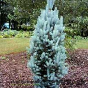 Smrek pichľavý Iseli Fastiagiate 60/80 cm, v črepníku Picea pungens Iseli Fastiagiate