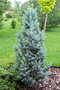 Smrek pichľavý Iseli Fastigiate, výška 20/30 cm, v črepníku Picea pungens Iseli Fastigiate