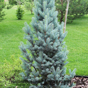Smrek pichľavý Iseli Fastigiate, výška 20/30 cm, v črepníku Picea pungens Iseli Fastigiate
