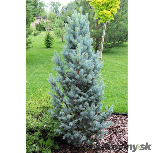 Smrek pichľavý Iseli Fastigiate, výška 20/30 cm, v črepníku Picea pungens Iseli Fastigiate