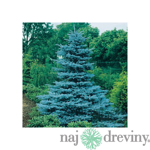 Smrek pichľavý Kaibab, 40-50 cm, v črepníku 3l Picea pungens Kaibab
