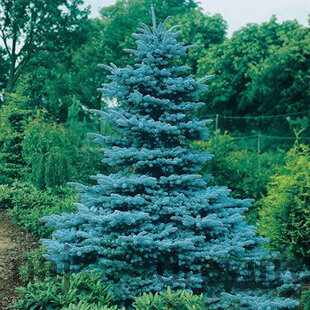 Smrek pichľavý Kaibab, 40-50 cm, v črepníku 3l Picea pungens Kaibab